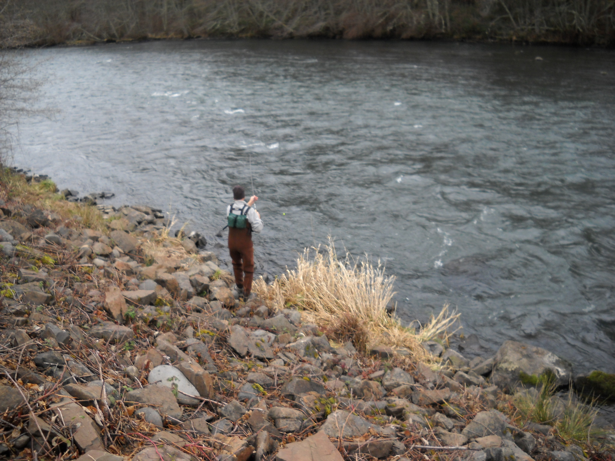 Rogue river fly fishing report neil selbicky